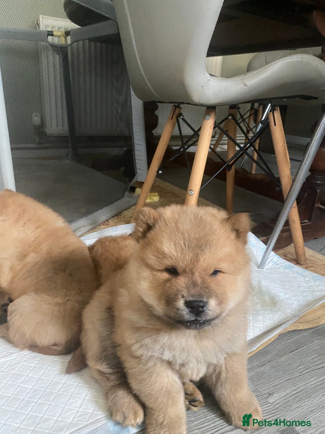 Chow Chow dogs for sale: Chow chow puppies  - Advert 10