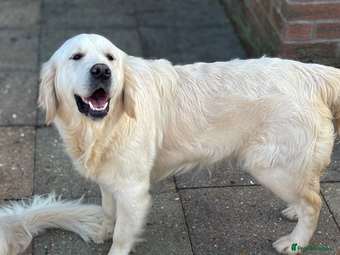 Golden Retriever dogs for sale: Champion line KC reg Golden Retriever pups - Image 11