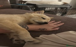 Mixed Breed dogs for sale: Chihuahua x Italian Volpino - Image 3
