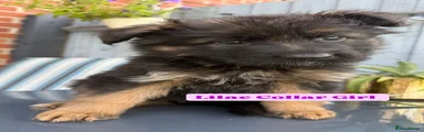 Girl Lilac Collar