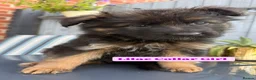 German Shepherd dogs for sale: Pedigree German Shepherd Puppies - Advert 9