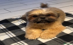 Shih Tzu dogs for sale: Lovely Shih Tzu - Image 2