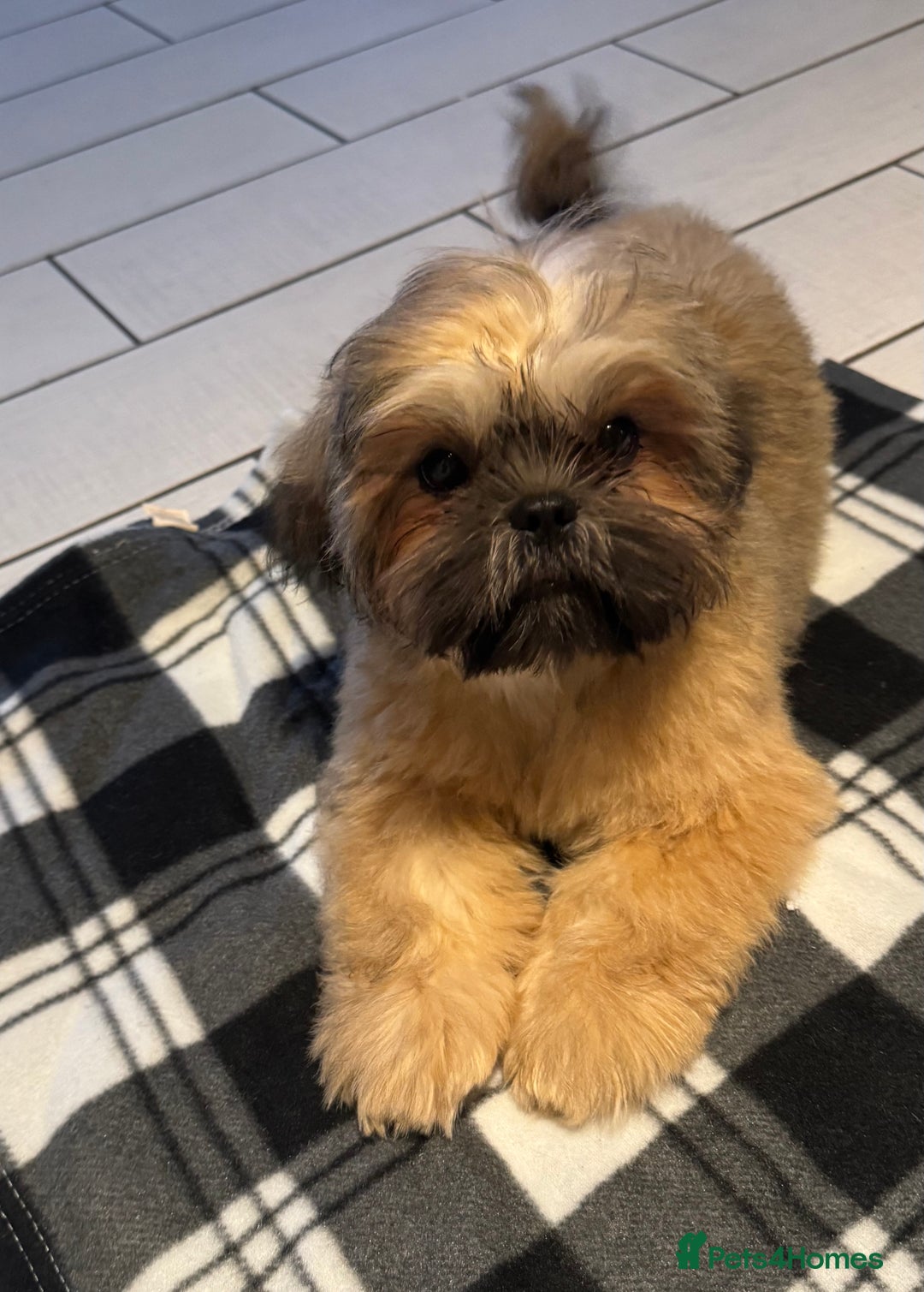 Shih Tzu dogs for sale: Lovely Shih Tzu - Image 2