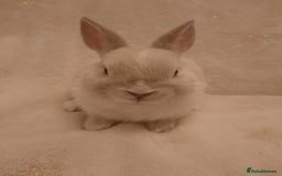 Netherland Dwarf rabbits for sale: Five Litters Of Netherland Dwarf Babies - Image 5