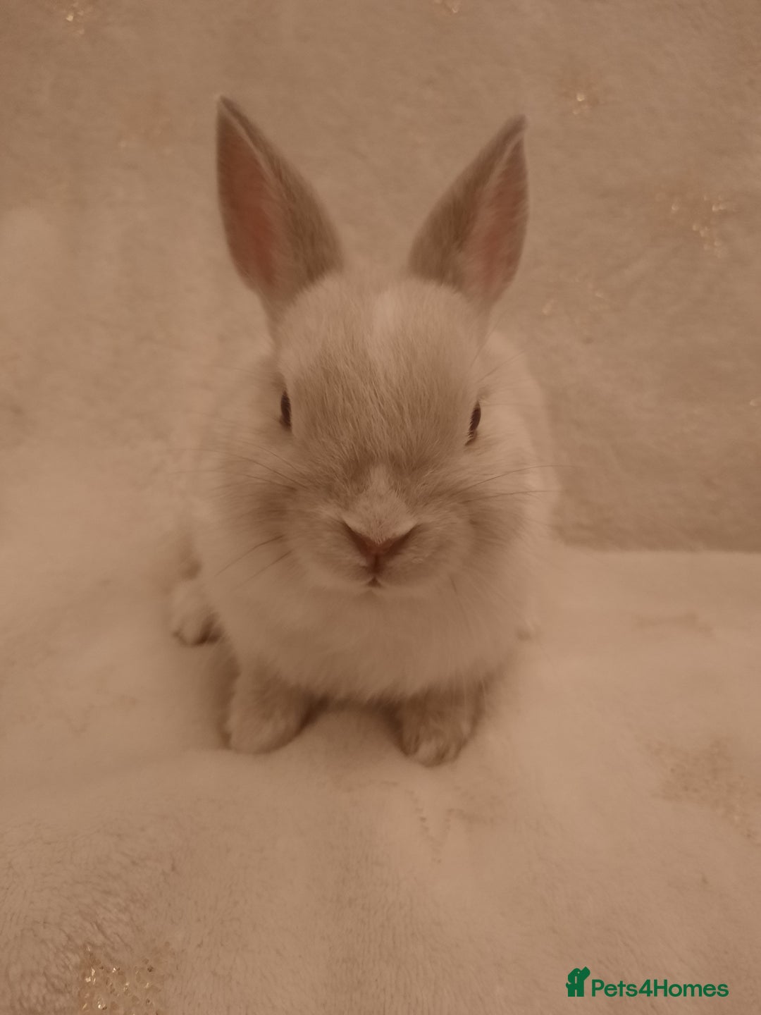Netherland Dwarf rabbits for sale: Five Litters Of Netherland Dwarf Babies - Image 5