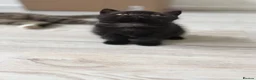 Scottish Fold cats for sale: Scottish straight kittens  - Advert 6