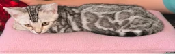 Bengal cats for sale: Prince and princesses seeking human slaves - Advert 14