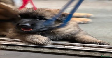 German Shepherd dogs - Advert 3