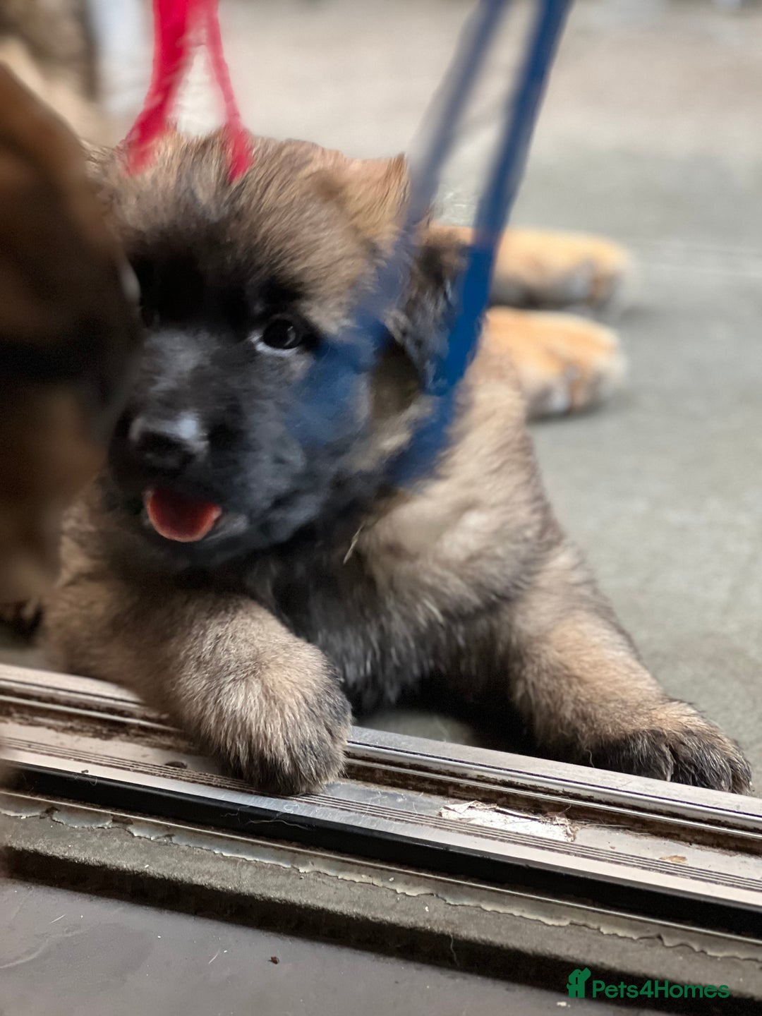 German Shepherd dogs for sale: REDUCED German shepherd puppies 8 was old - Advert 3