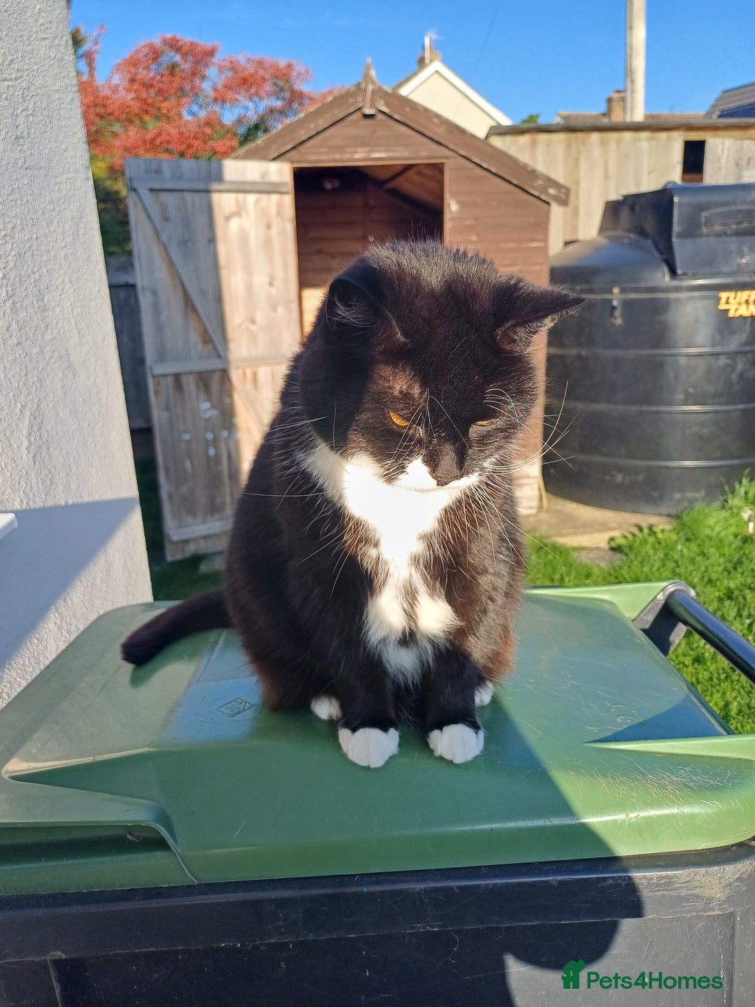 Domestic Shorthair cats for sale: 6 year old Black & White Female Cat - Image 3
