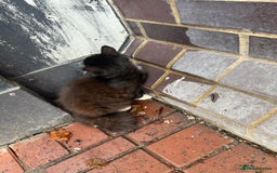Mixed Breed cats for sale: Buddie is looking for a forever home - Image 3