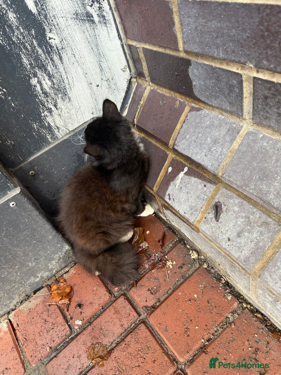 Mixed Breed cats for sale: Buddie is looking for a forever home - Image 3
