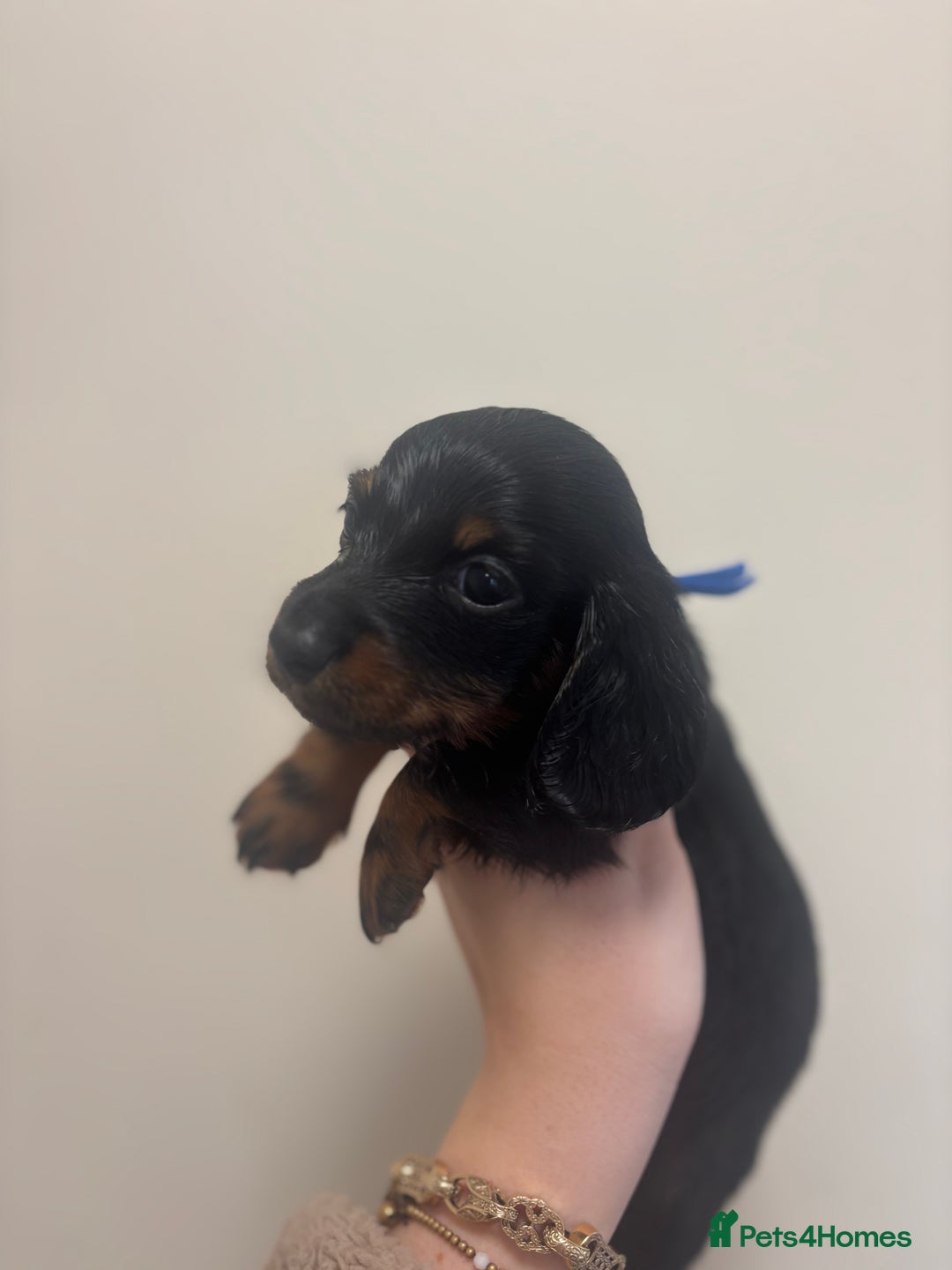 Miniature Dachshund dogs for sale: MINIATURE DACHSHUNDS - Advert 9