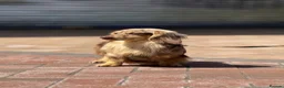 Miniature Dachshund dogs for stud: Oreo chocolate & tan dapple long haired  - Advert 3
