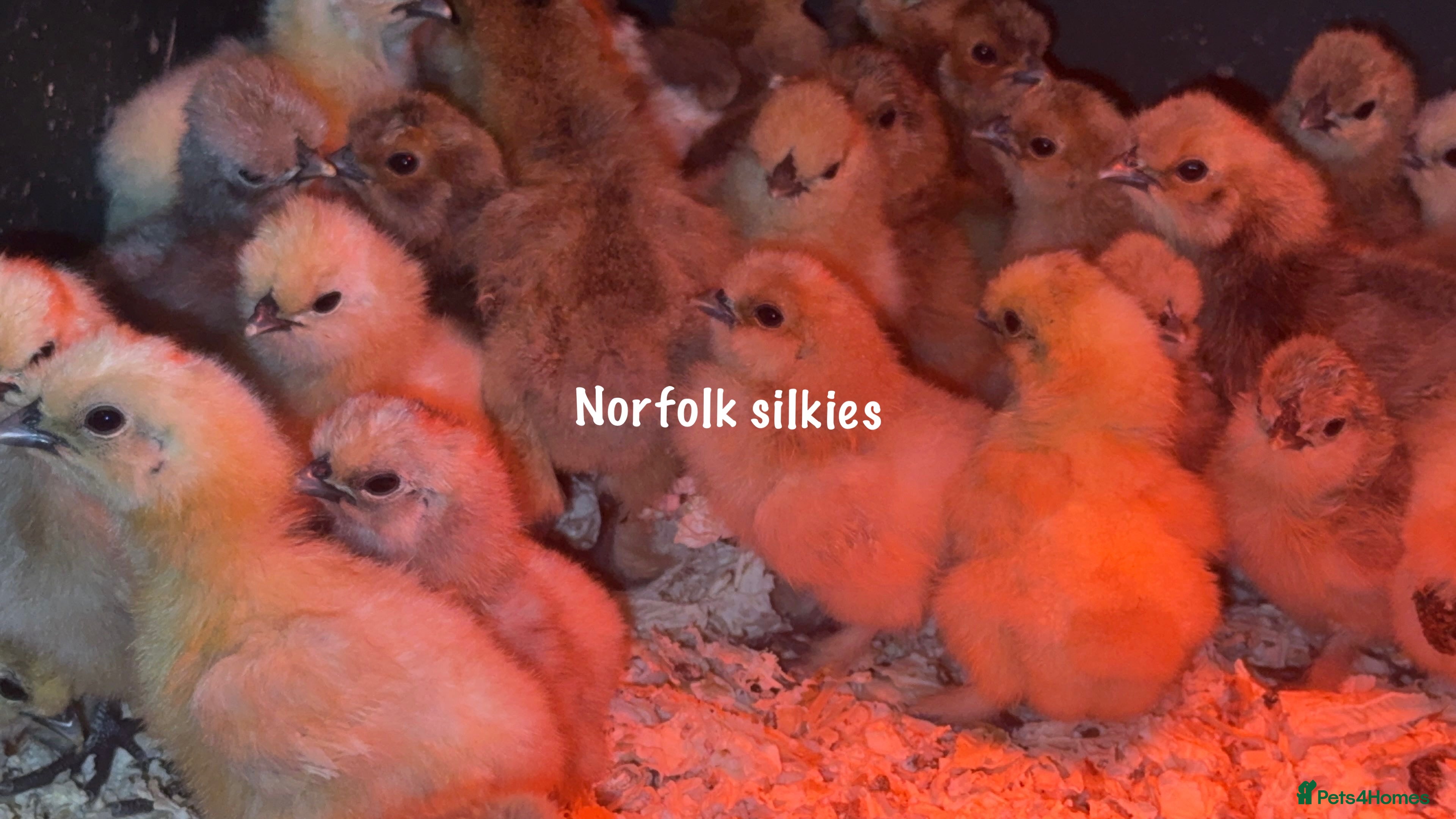 Chickens poultry Silkie chicks available mixed colours  - Advert 1