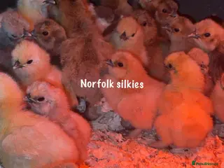 Chickens poultry Silkie chicks available mixed colours - Advert 1