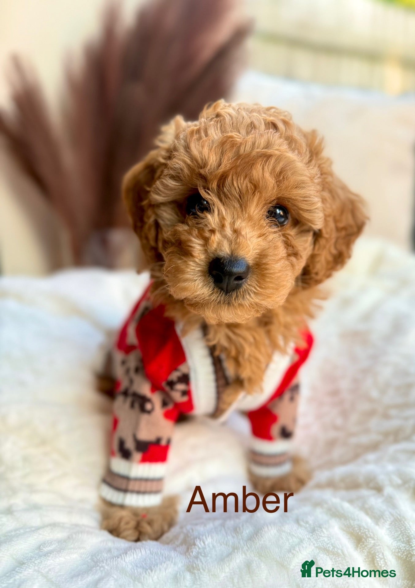 Toy Poodle dogs AVAILABLE NOW/KC registered/DNAclear - Advert 2
