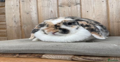 Mini Lop rabbits - Advert 12