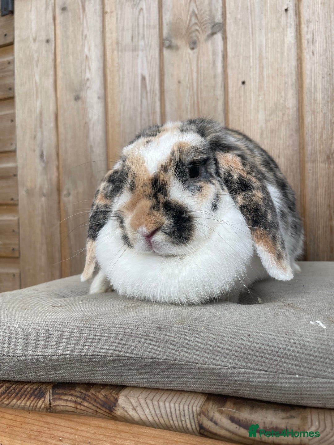 Mini Lop rabbits for sale: Mini Lop Does looking for their forever homes - Image 2