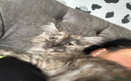 Mixed Breed cats for sale: Kitten for sale  - Image 5