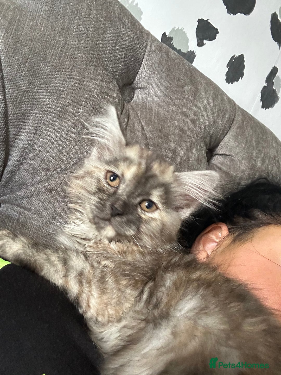Mixed Breed cats for sale: Kitten for sale  - Image 5