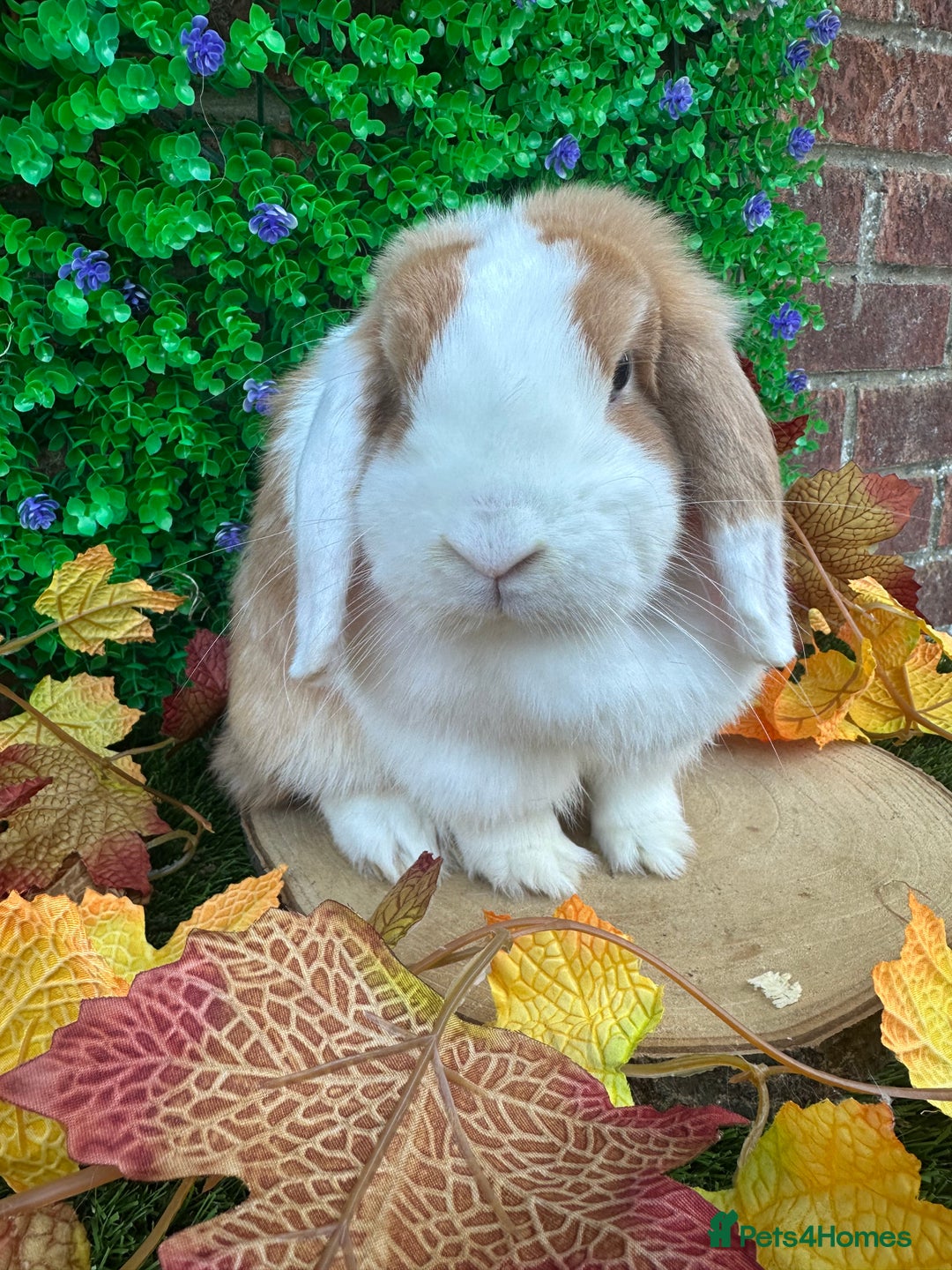 Mini Lop rabbits for sale: Beautiful mini lop adults (proven)  - Advert 1