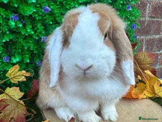 Mini Lop rabbits - Advert 24