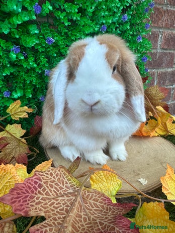Mini Lop rabbits - Advert 9