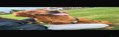 Golden Retriever 1