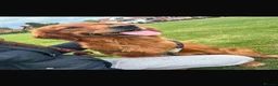 Golden Retriever dogs for sale: Ruby  - Advert 1
