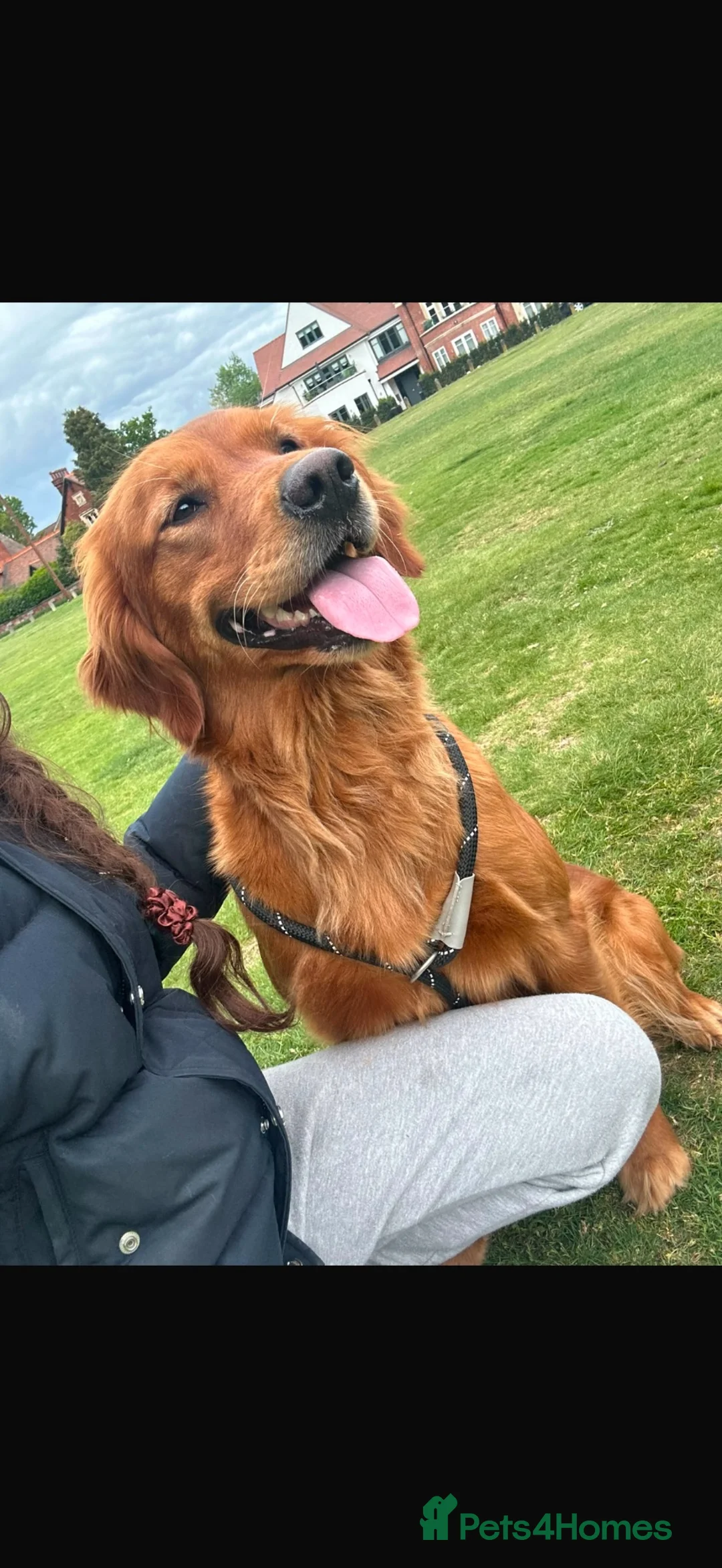 Golden Retriever dogs for sale: Ruby  - Advert 1