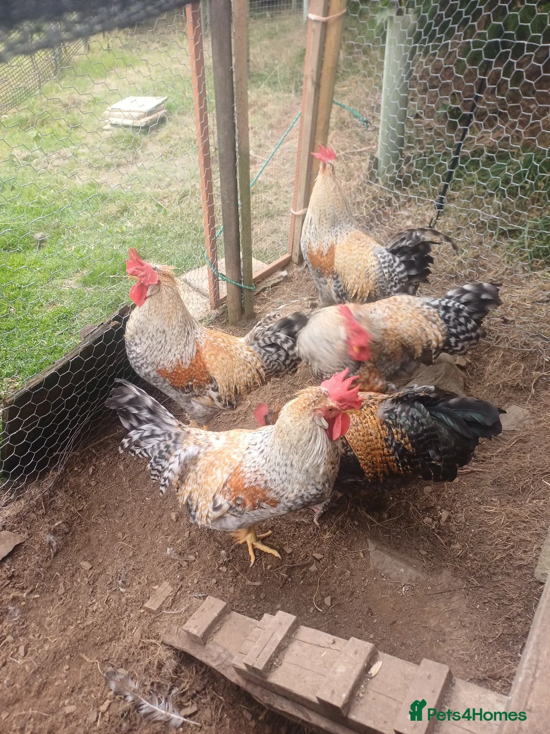 Chickens poultry for sale: Cockerels - Advert 3