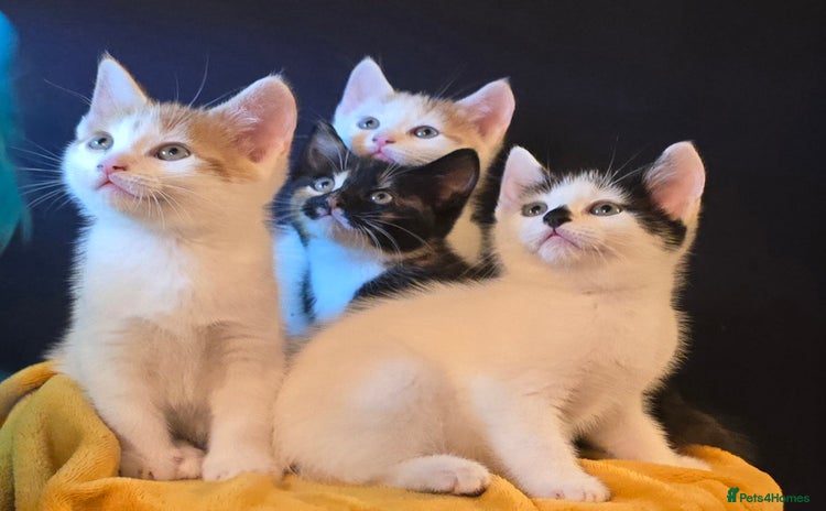 Mixed Breed cats - Advert 11