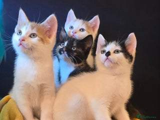 Mixed Breed cats - Advert 4