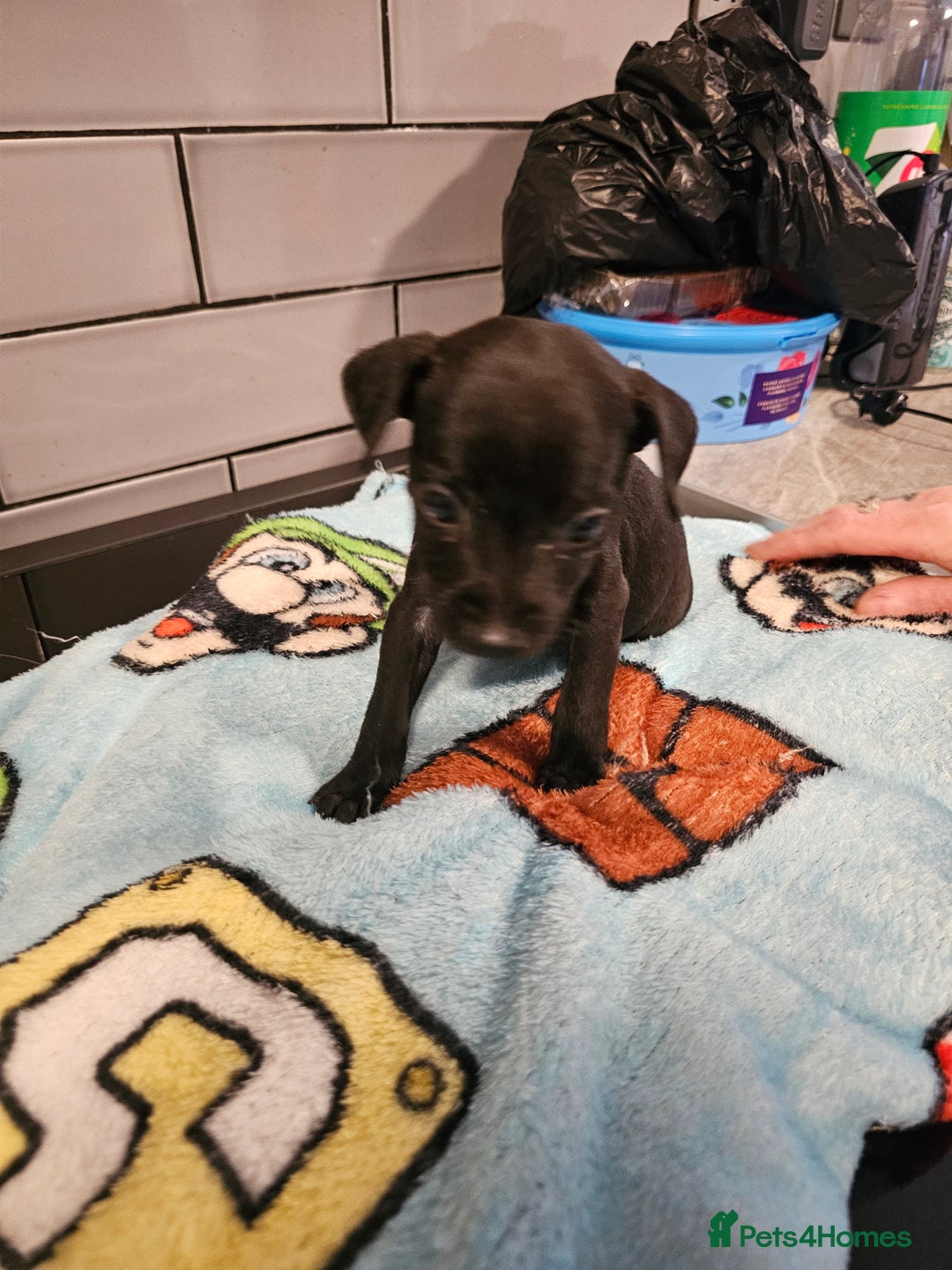 Patterdale Terrier dogs for sale: BEAUTIFUL PATTERDALE TERRIERS FOR SALE  - Advert 4