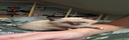 Mixed Breed cats for sale: Brother and sister kittens  - Advert 4