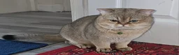 British Shorthair cats for sale: Feline - Advert 18
