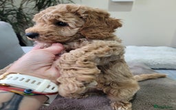 Cockapoo dogs for sale: Sweet boy cockapoo - Advert 5