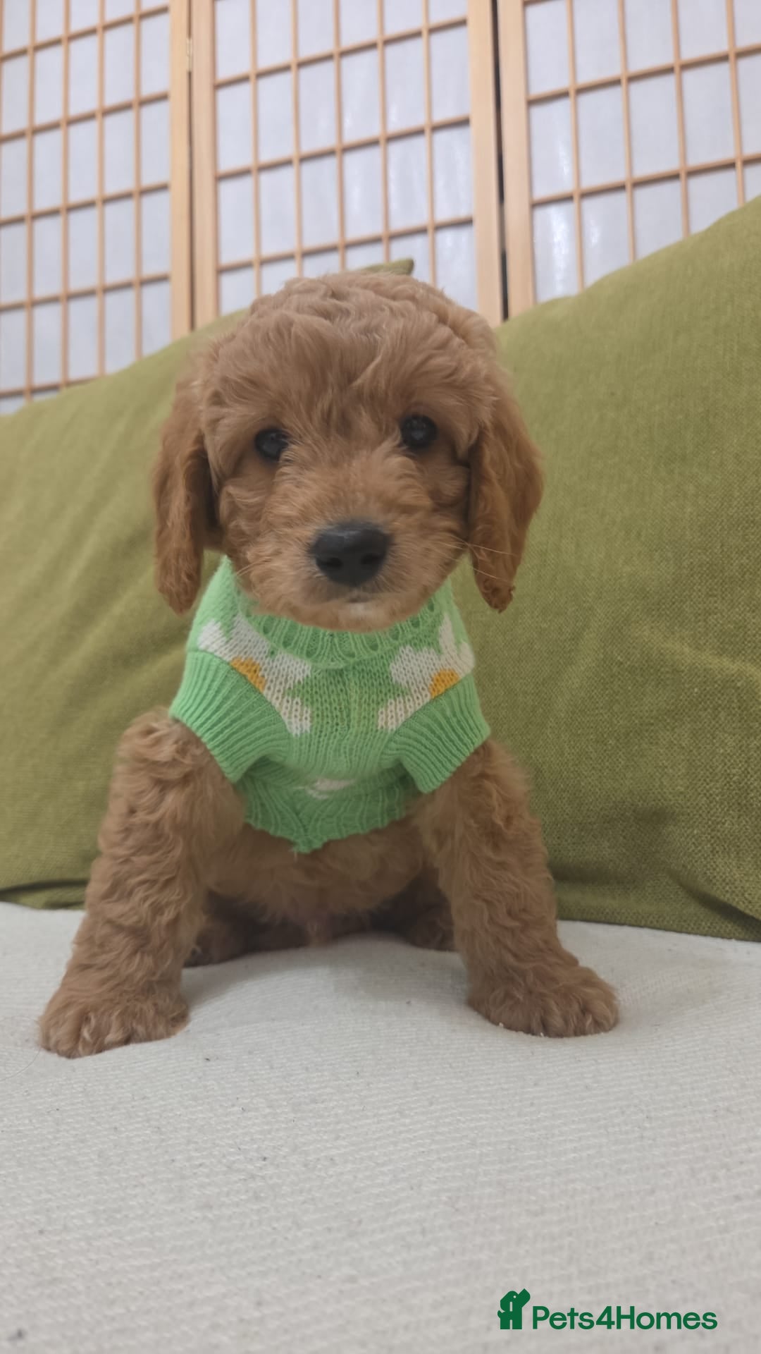 Cavapoo dogs for sale: Cavapoo looking for a forever home  - Advert 5