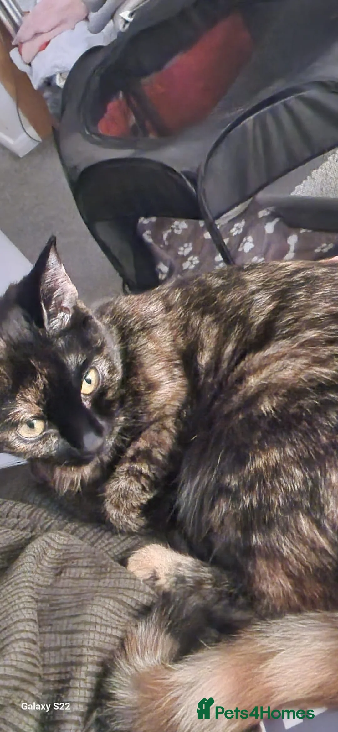 British Shorthair cats for sale: Miss  in Luton - Advert 2