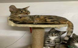 Bengal cats for sale: BEAUTIFUL HALF BENGAL KITTENS - Image 23