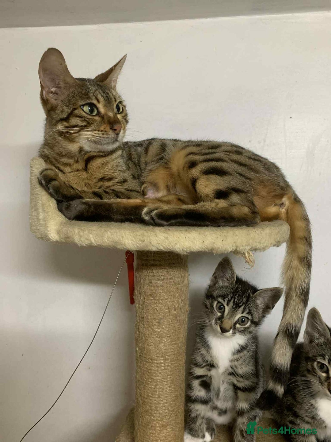 Bengal cats for sale: BEAUTIFUL HALF BENGAL KITTENS - Image 23
