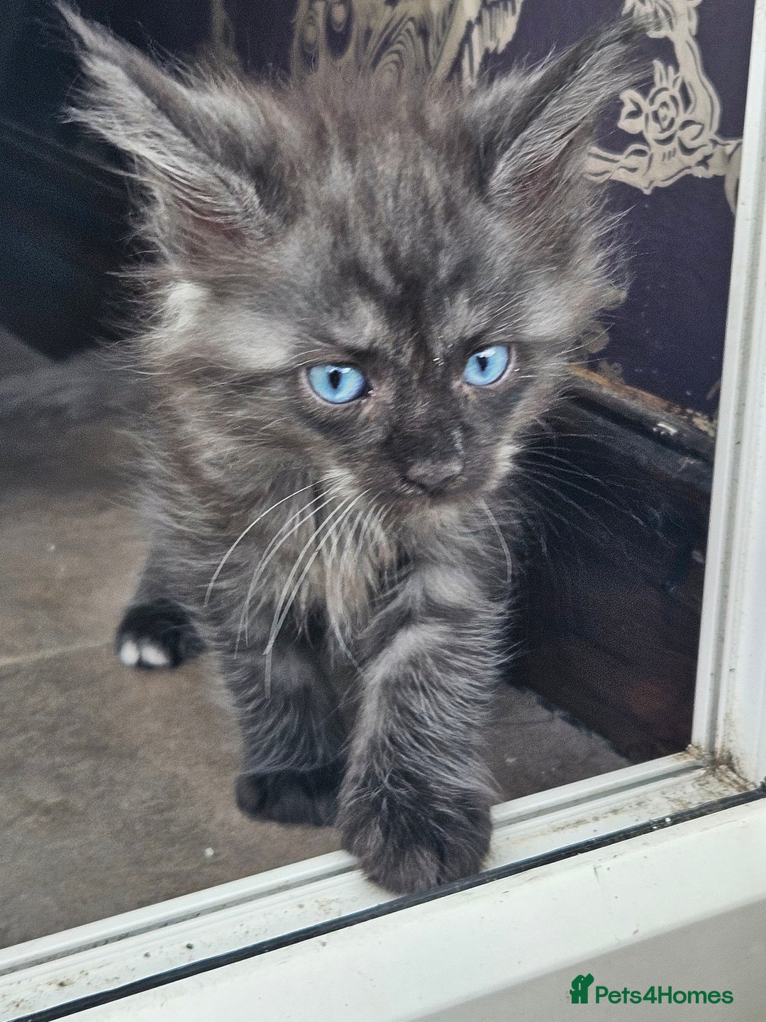 Maine Coon cats for sale: 💖READY NOW💖health tested 💖pure pedigree - Image 21