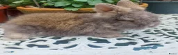Lionhead rabbits for sale: PUREBRED DOUBLE/TEDDY LION HEAD BABIES  - Advert 8