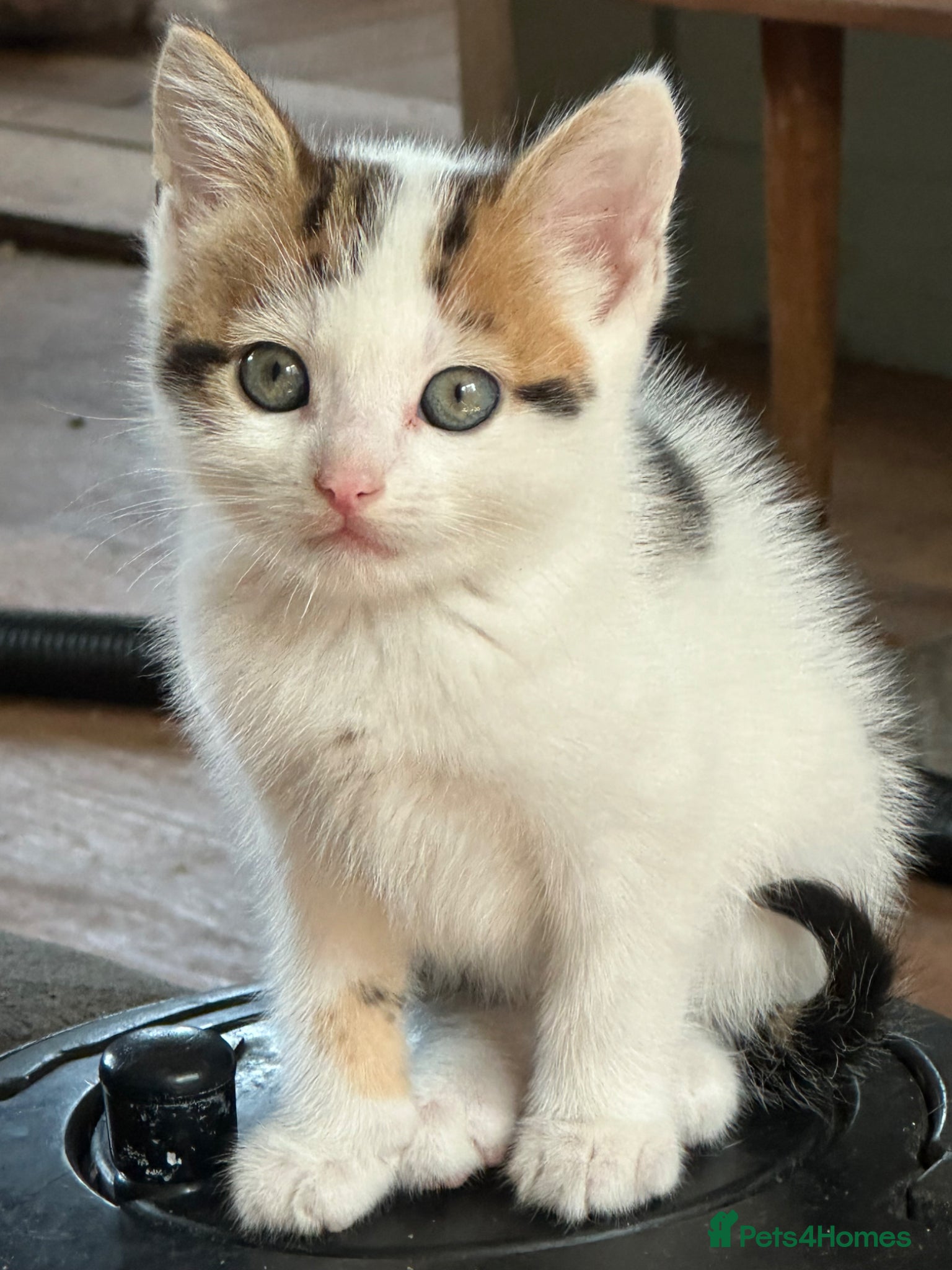Mixed Breed cats Beautiful kittens ready to go - Advert 12