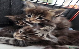 Maine Coon cats for sale: Maine coon kittens full papers  - Image 1
