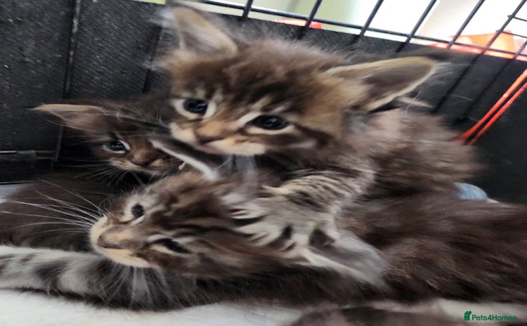 Maine Coon cats - Advert 16