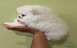 Pomeranian dogs for sale: Amazing Pom Puppies from Five Star breeder.  - Image 14