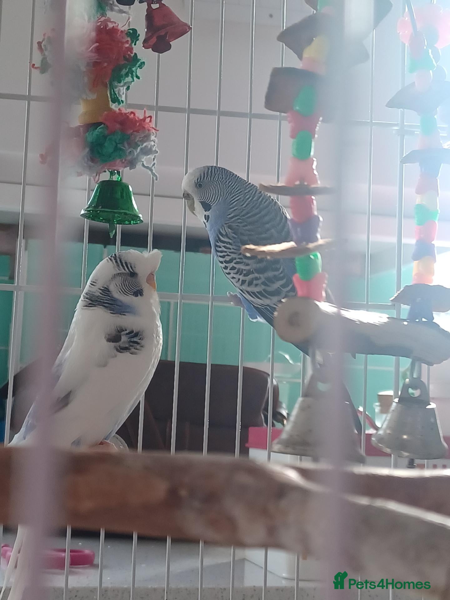 Budgerigars birds for sale: Two budgies - Advert 2