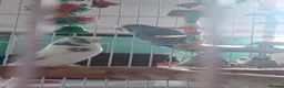 Budgerigars birds for sale: Two budgies - Advert 1